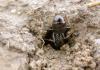 messor barbarus, Mijas 07-10-03