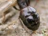 messor barbarus, Mijas 07-10-03