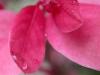 planta