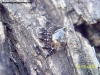Arbol de Crematogaster_1