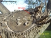 Arbol de Crematogaster_2