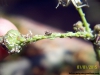 Pulgon en ecosistema_2