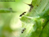 Ecosistema Cremas_3