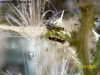 Ecosistema larva mariquita_2