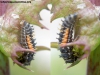 Ecosistema larva mariquita_a3