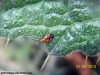 Ecosistema_escarabajo