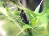 Ecosistema_pulgones_1