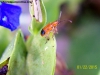 Escarabajo naranja_2