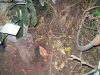 Habitat hypoponeras_1