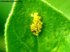 Eclosion de huevos mariquita.