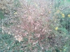 Roble con agallas