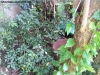 Jardin_3