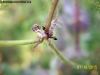 Crematogaster y pulgon #2