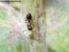 Crematogaster y pulgon #3