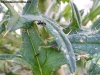 Crematogaster y C. sp