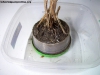 Maceta Solenopsis_c4