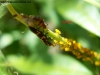 Mariquita larva_7