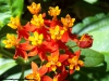 Pheidole flores_2