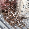 Marabunta de Lasius y Tetramorium.