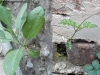 Planta en la pared
