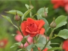 Rosal