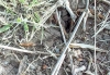 linepithemas