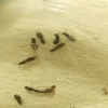 Tapinoma nigerrimum