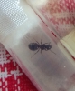 Tapinoma nigerrimum