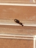 2 FOTO QUE HORMIGA TENDRE?