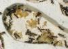 Colonia Linepithema humile