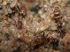 Argentinas (Linepithema humile)