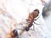 Camponotus en cambio de hormiguero