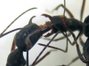 Trofalaxia de Camponotus cruentatus