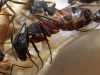 Camponotus cruentatus