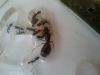 Minicolonia
