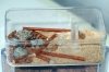 Camponotus en Antcork