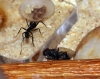 Camponotus Cruentatus