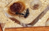 Camponotus Cruentatus