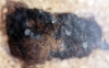 Cruentatus
