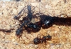 Camponotus Cruentatus