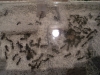 cruentatus en ytong3