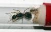Camponotus