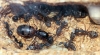 Camponotus Cruentatus en corcho