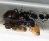 Camponotus Cruentanus Ronda