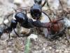 Camponotus cruentatus vs Messor barbarus