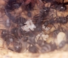 Camponotus Cruentatus