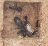 Camponotus Cruentatus