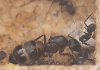 Camponotus Cruentatus