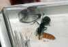 Camponotus