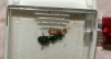 Camponotus